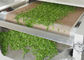 Séchage industriel de micro-onde de feuilles de thé et contrôle de PLC de machine de stérilisation